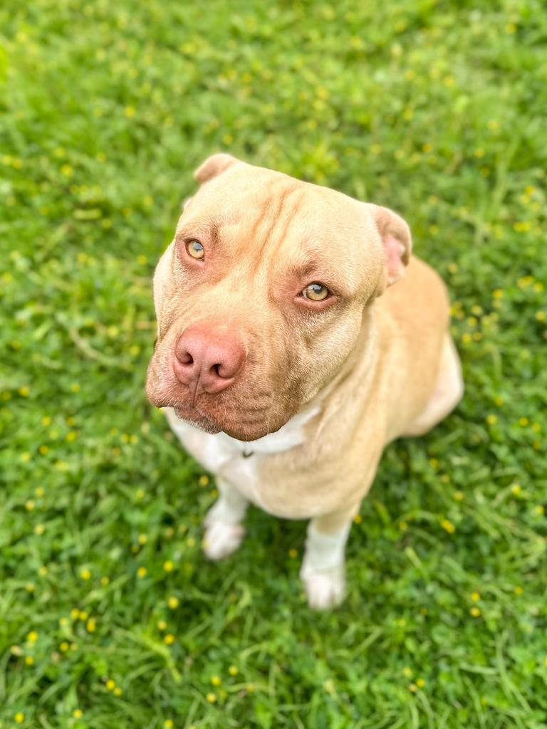 Nugget, Adoptable, Young Male Pit Bull Terrier.