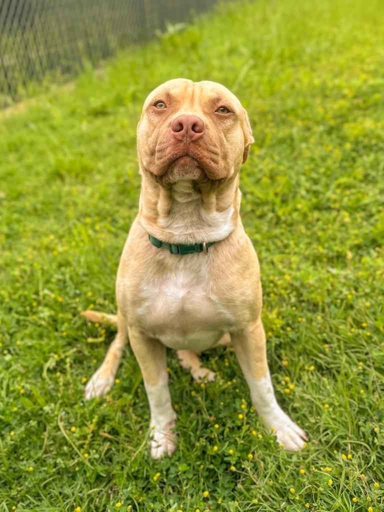 Nugget, a Adoptable Pit Bull Terrier in Springfield, TN image 2/3