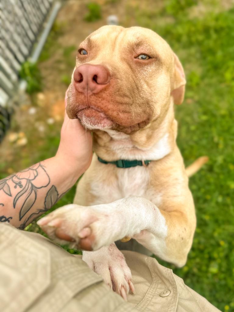 Nugget, a Adoptable Pit Bull Terrier in Springfield, TN image 3/3