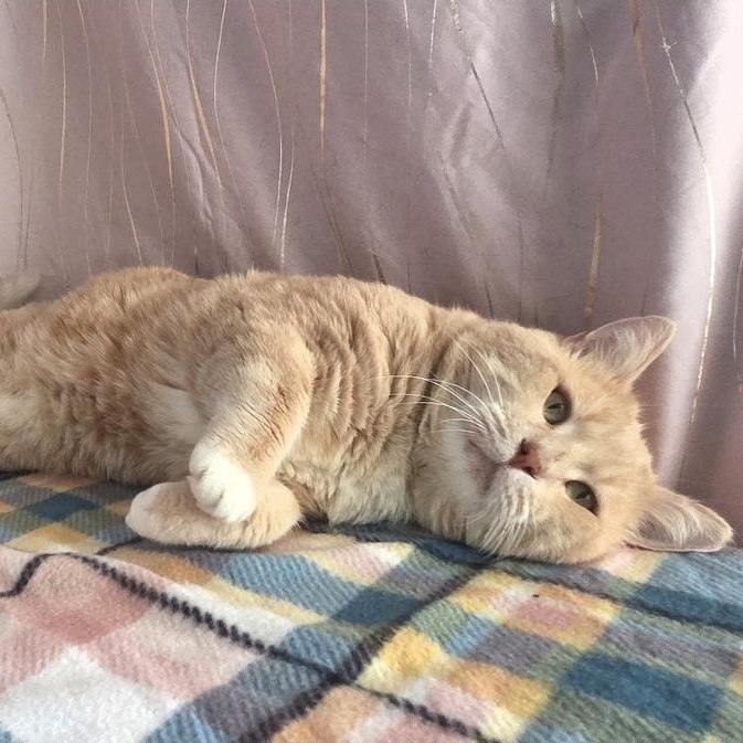 Meow Meow, a Adoptable Domestic Short Hair in Claremont, NH image 3/5