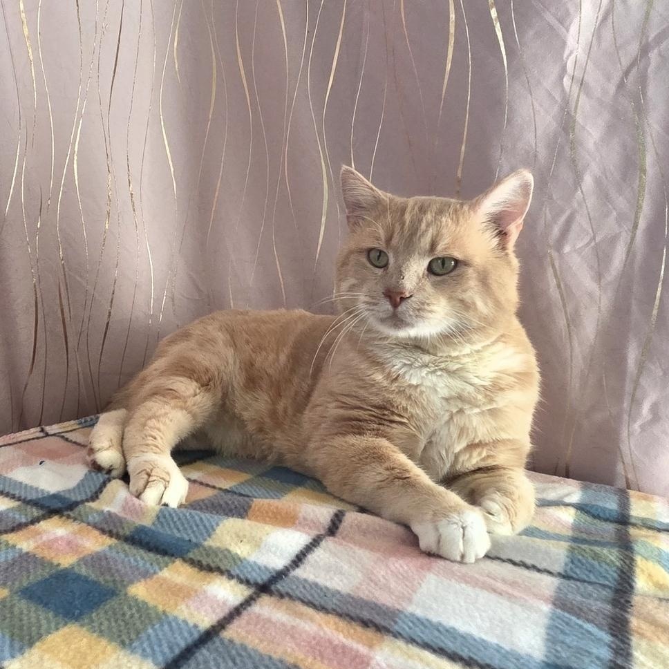 Meow Meow, a Adoptable Domestic Short Hair in Claremont, NH image 5/5