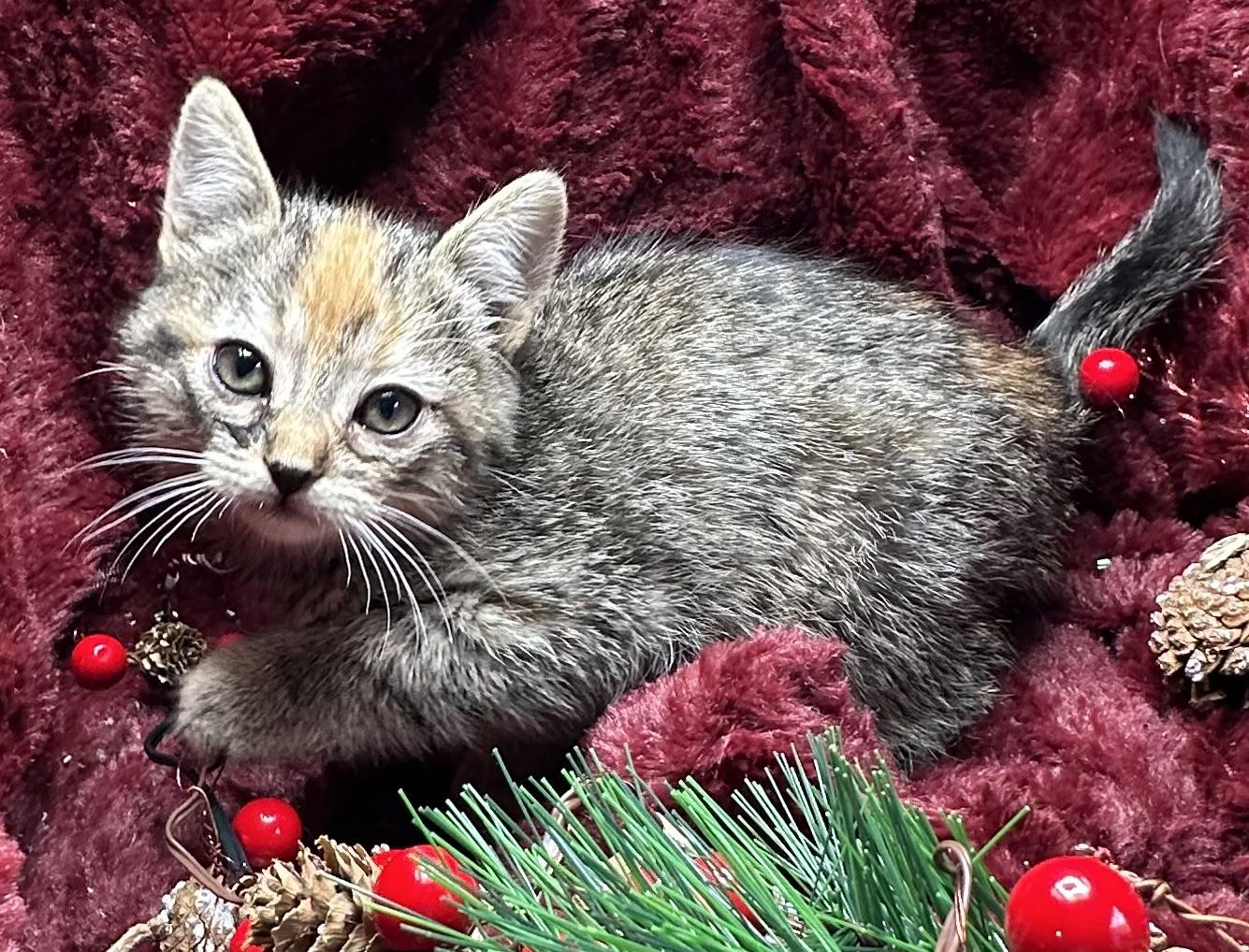 Babenda, Adoptable, Kitten Female Domestic Short Hair & Torbie.