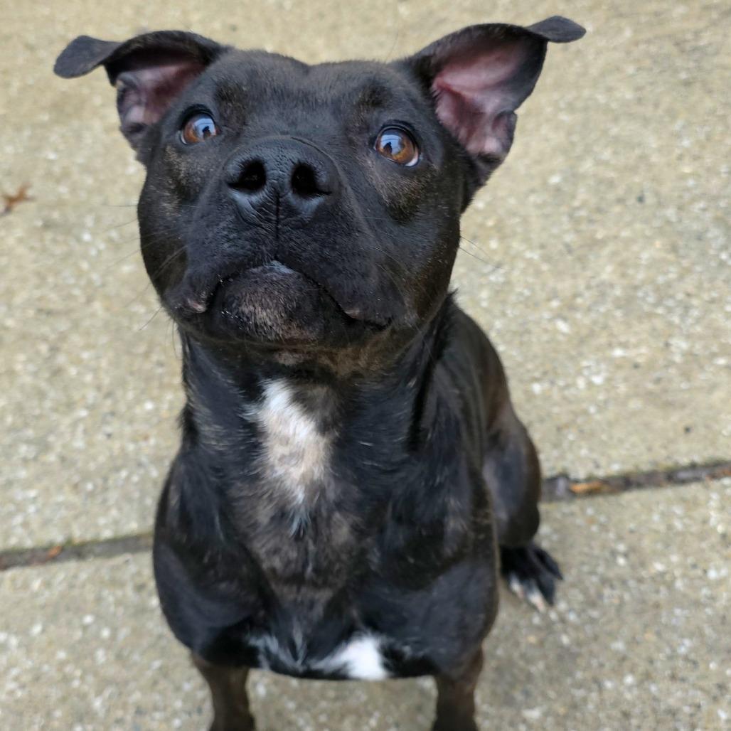 Twinkie, Adoptable, Young Female Pit Bull Terrier.