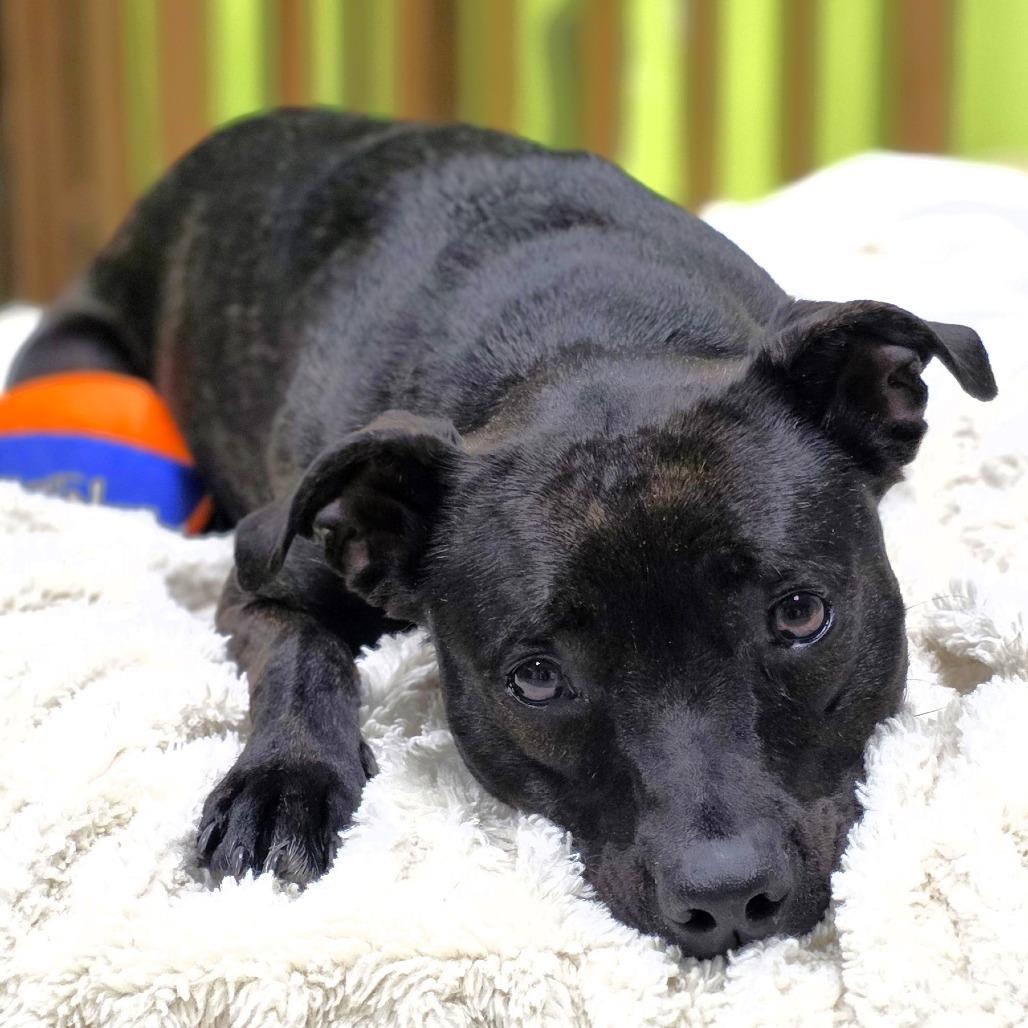 Twinkie, a Adoptable Pit Bull Terrier in Michigan City, IN image 1/6