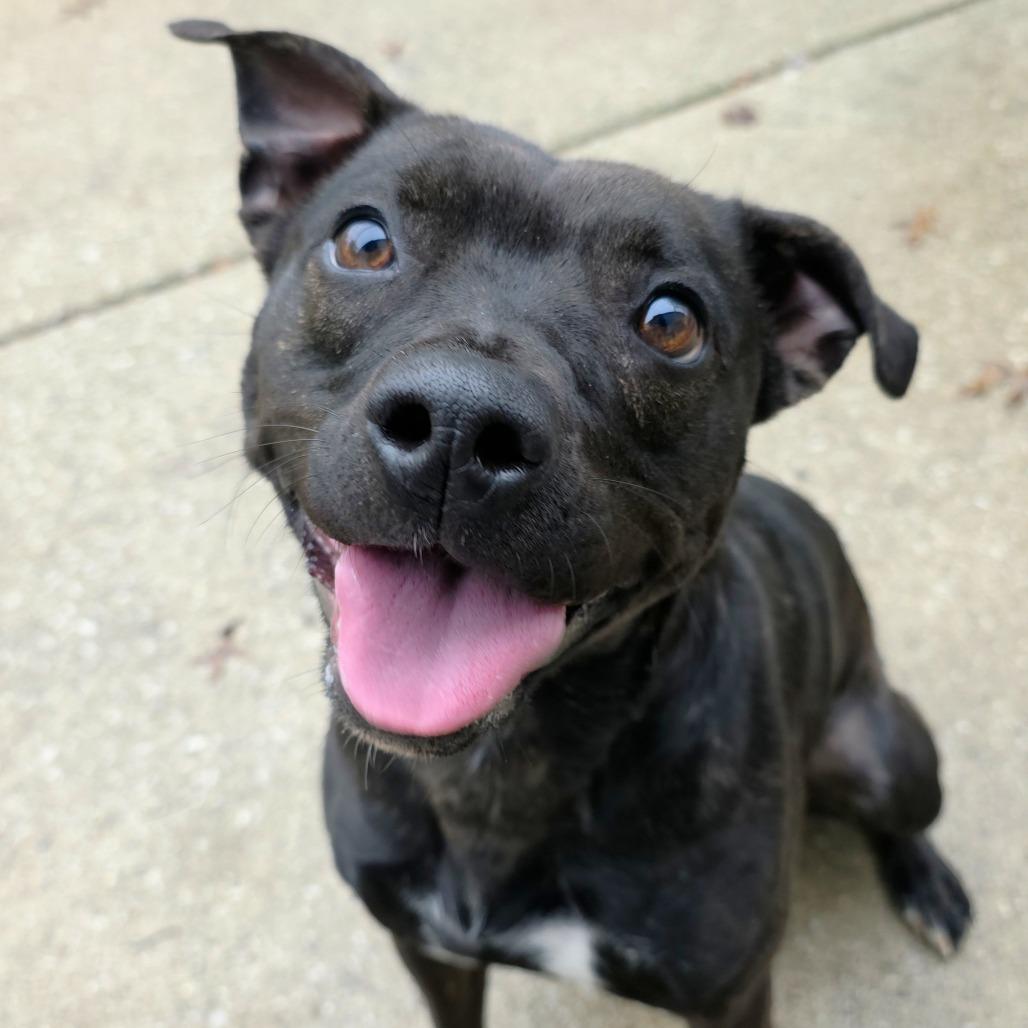 Enlarge Twinkie, a Adoptable Pit Bull Terrier in Michigan City, IN image 2/6