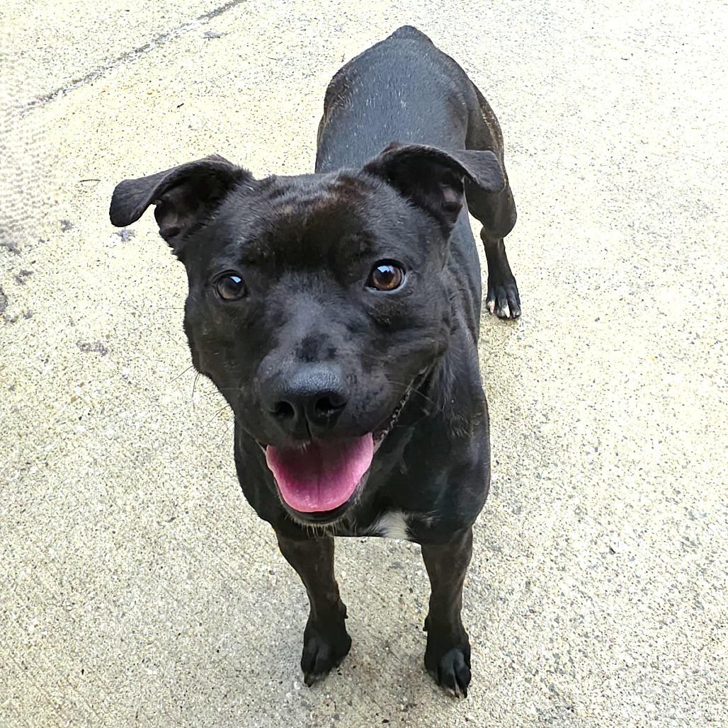 Enlarge Twinkie, a Adoptable Pit Bull Terrier in Michigan City, IN image 4/6