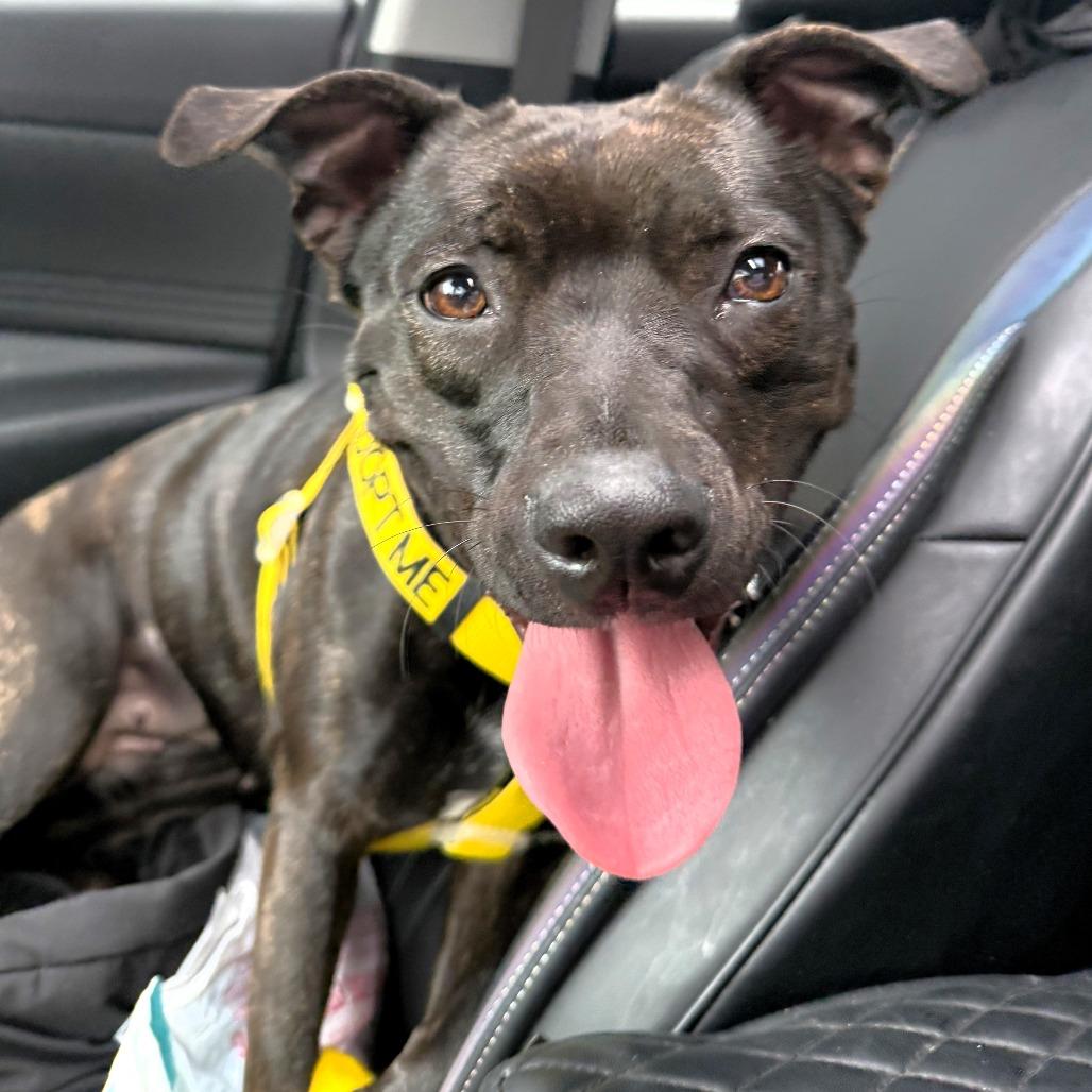 Twinkie, a Adoptable Pit Bull Terrier in Michigan City, IN image 3/6