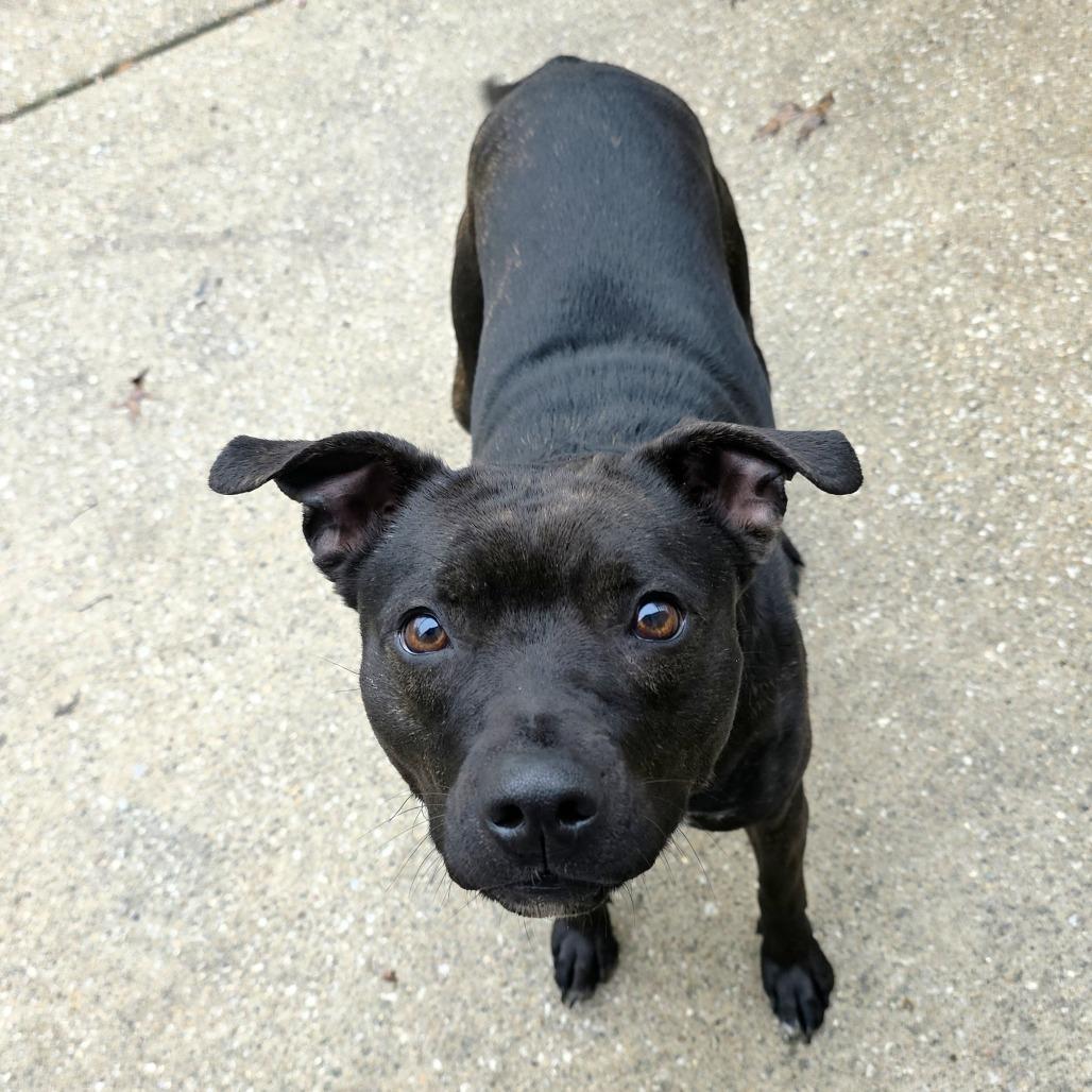 Enlarge Twinkie, a Adoptable Pit Bull Terrier in Michigan City, IN image 5/6