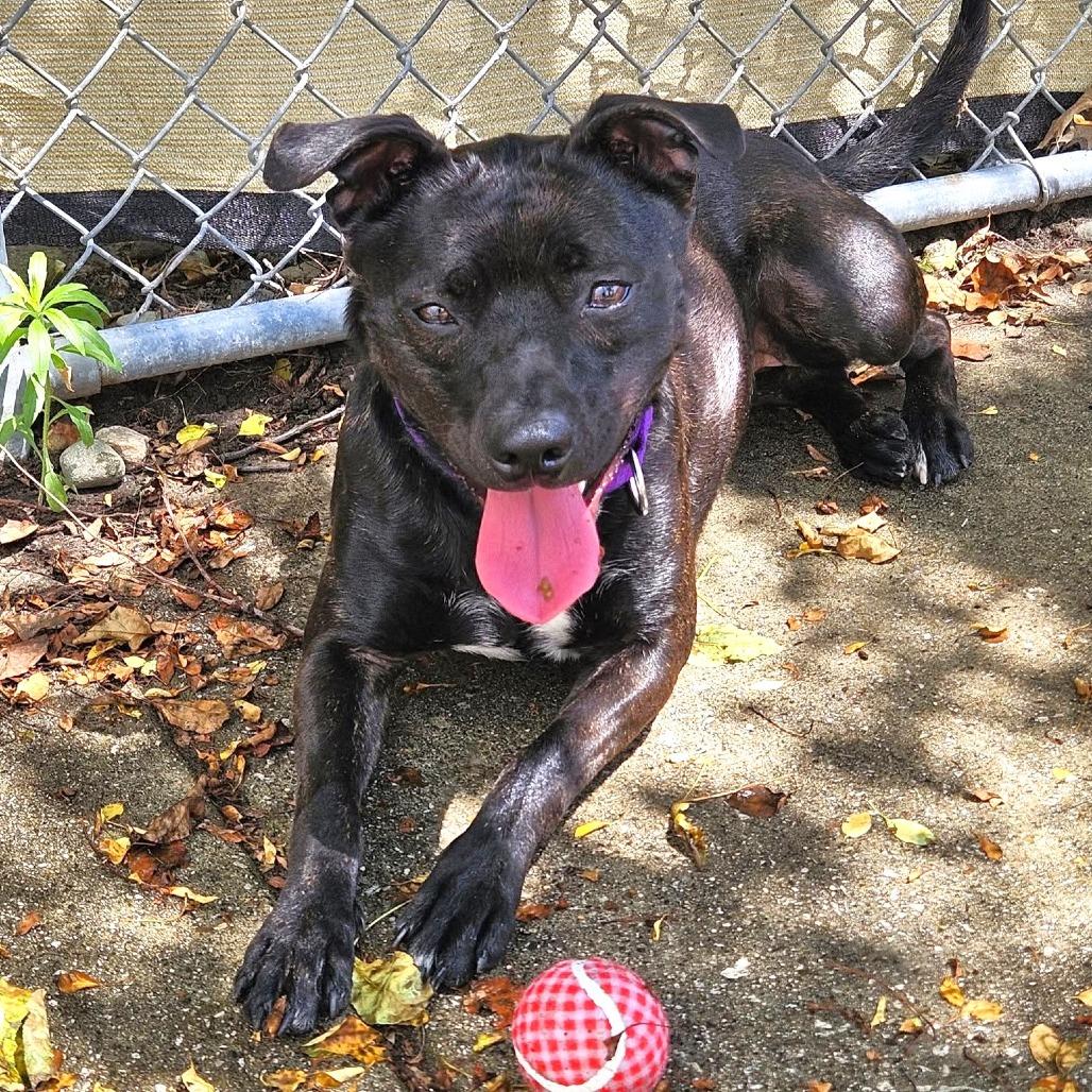 Twinkie, a Adoptable Pit Bull Terrier in Michigan City, IN image 4/6