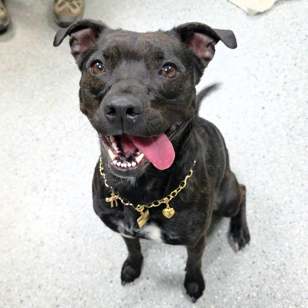 Twinkie, a Adoptable Pit Bull Terrier in Michigan City, IN image 5/6
