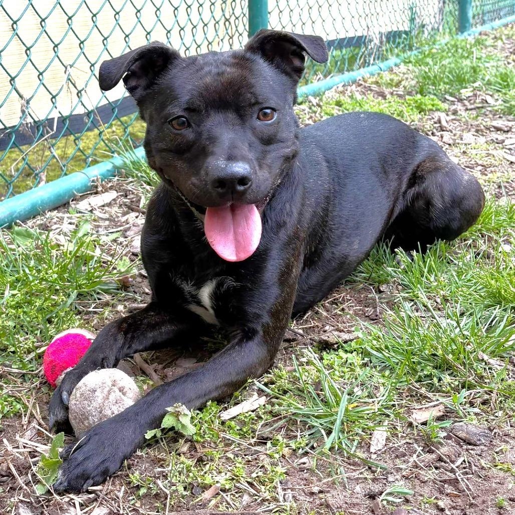 Twinkie, a Adoptable Pit Bull Terrier in Michigan City, IN image 6/6