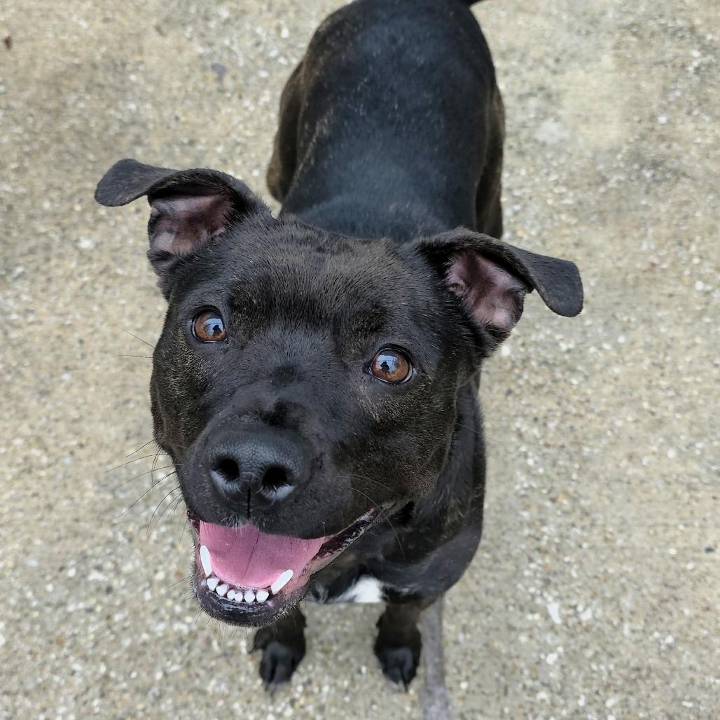 Enlarge Twinkie, a Adoptable Pit Bull Terrier in Michigan City, IN image 6/6