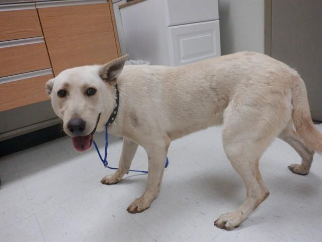 SHADOW, Adoptable, Young Male German Shepherd Dog.