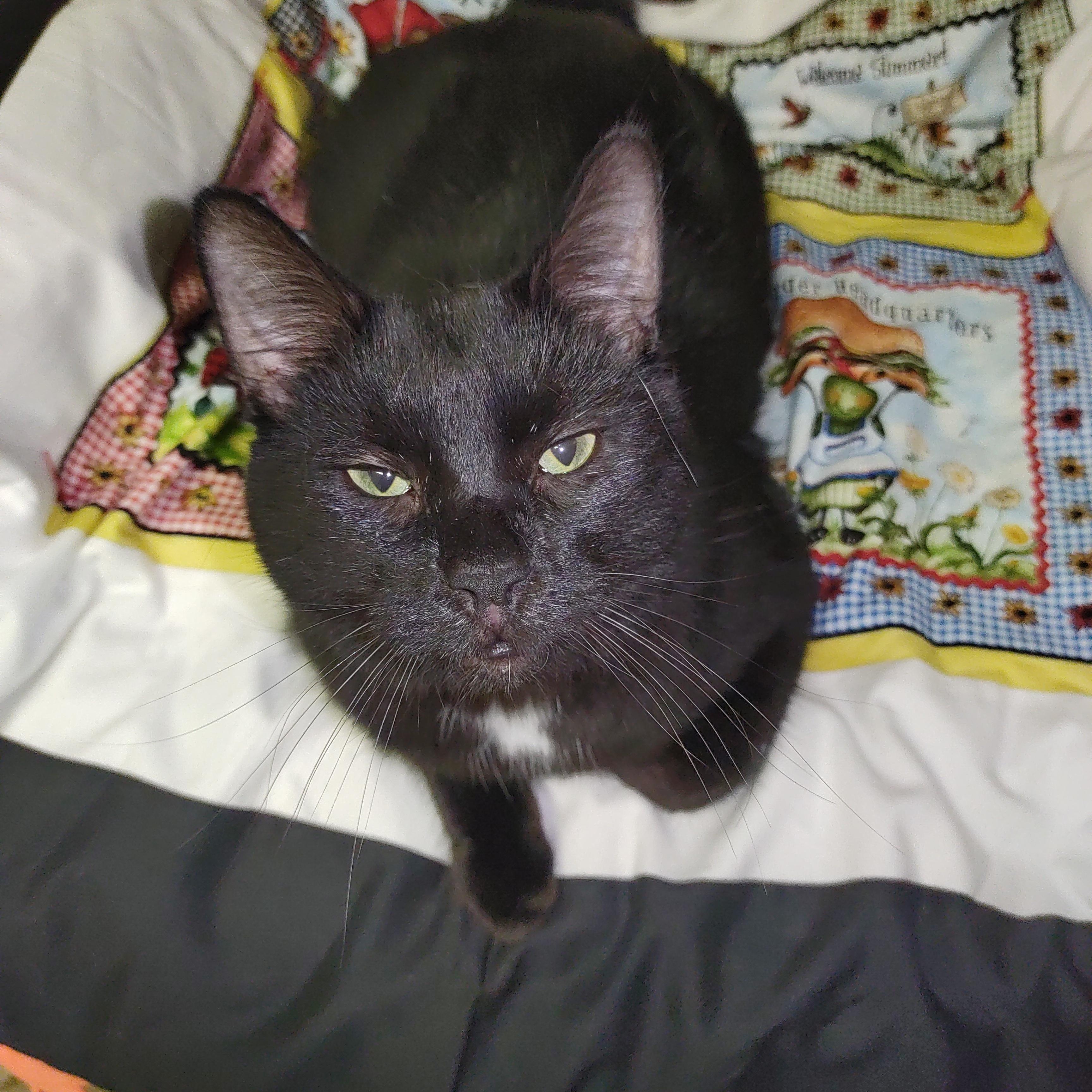 Moose, a Adoptable mixed breed in Nicholson, PA image 1/4