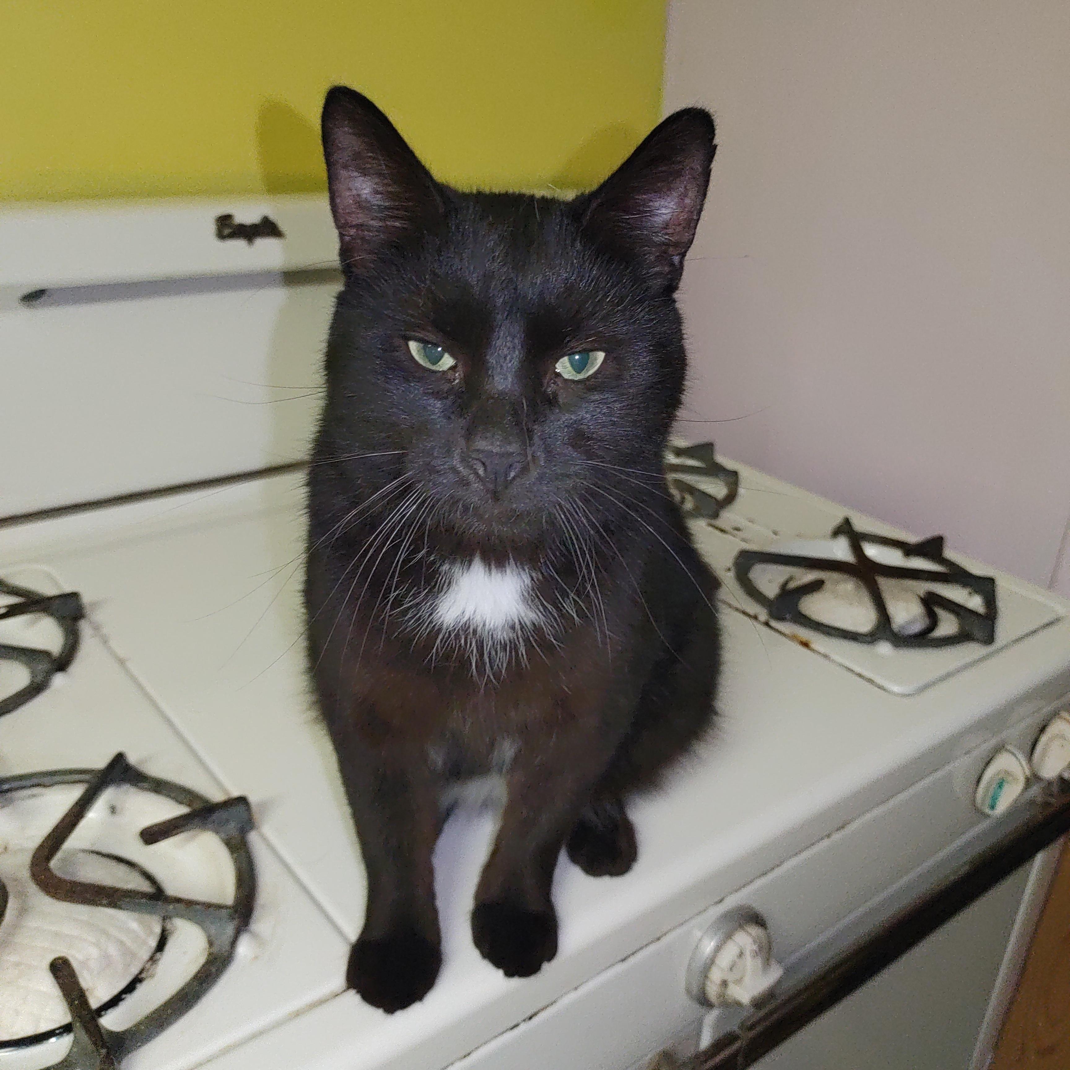 Moose, a Adoptable mixed breed in Nicholson, PA image 3/4