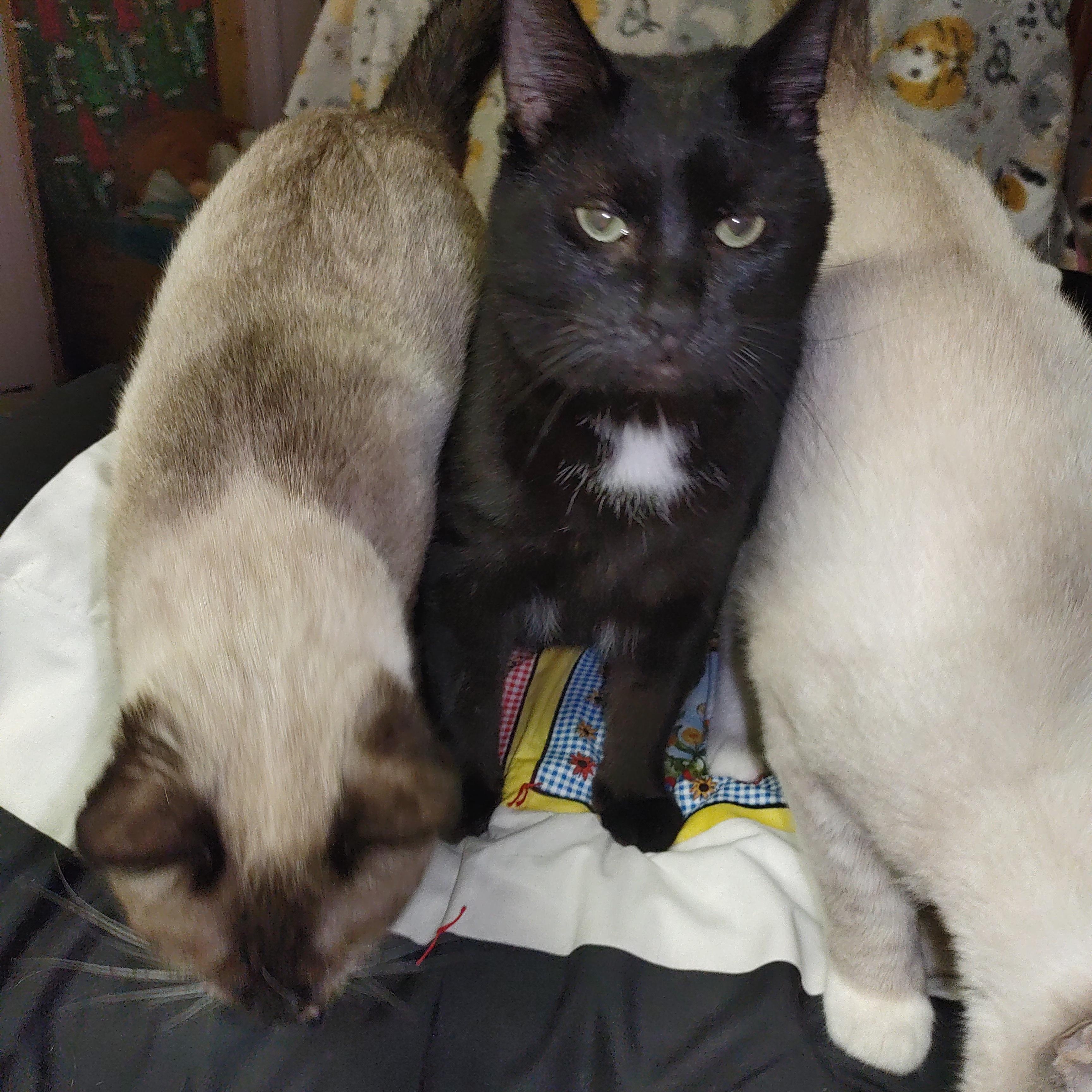 Moose, a Adoptable mixed breed in Nicholson, PA image 2/4