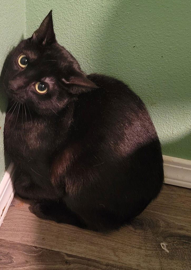 Enlarge Midnight, a Adoptable Domestic Short Hair in Battle Ground, WA image 1/1