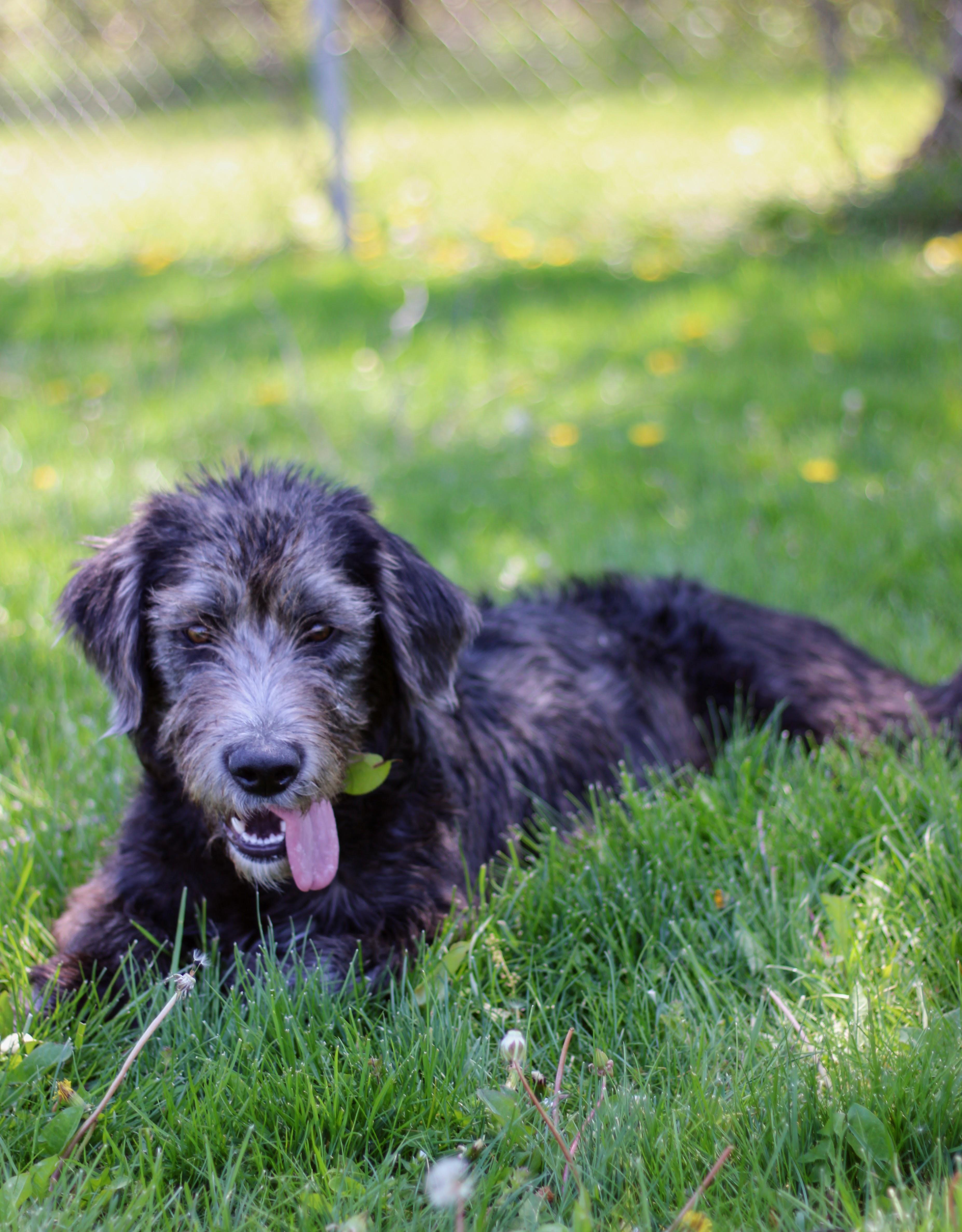 Enlarge Scottie, a ADOPTABLE mixed breed in Battle Creek, MI image 2/2