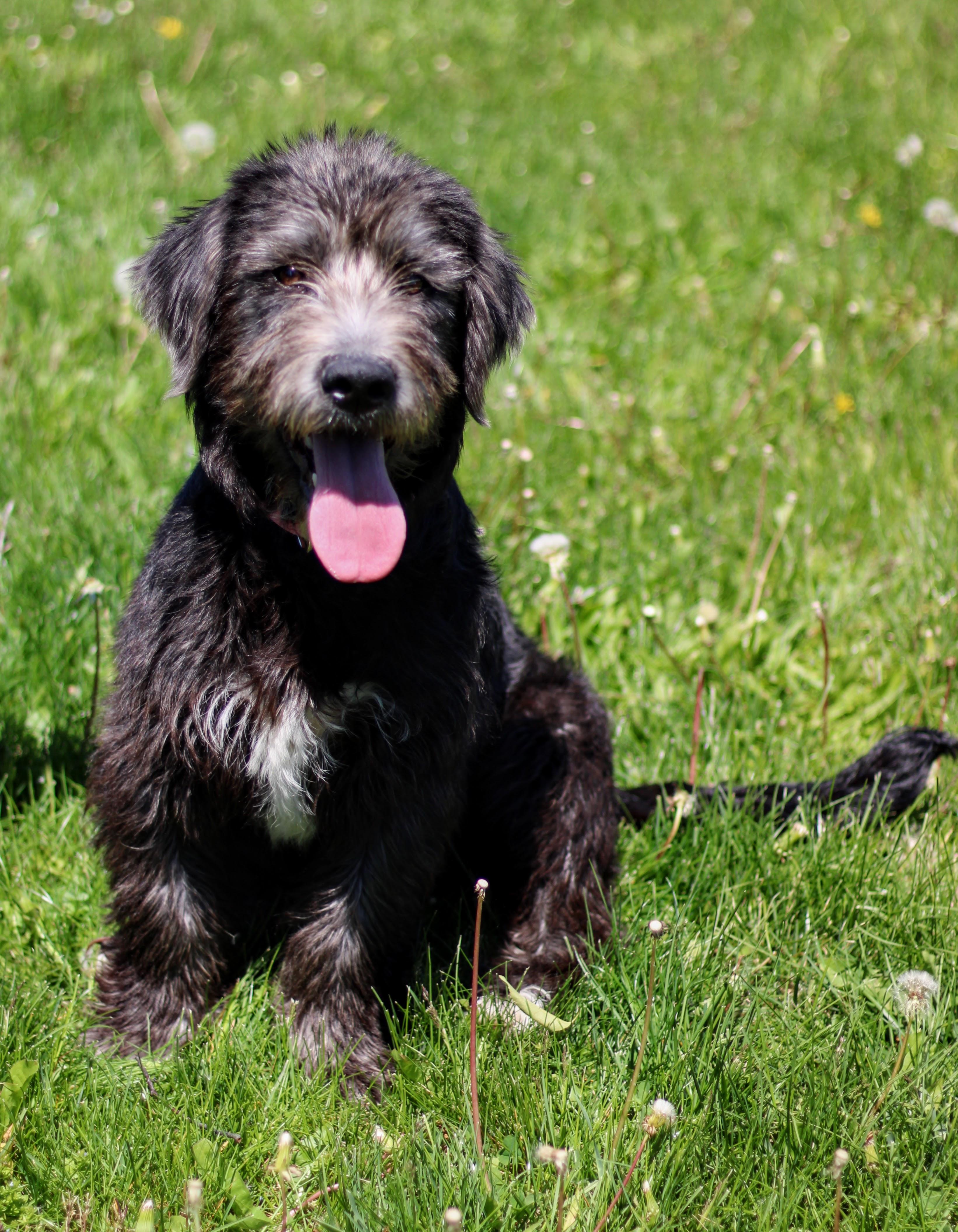 Enlarge Scottie, a ADOPTABLE mixed breed in Battle Creek, MI image 1/2