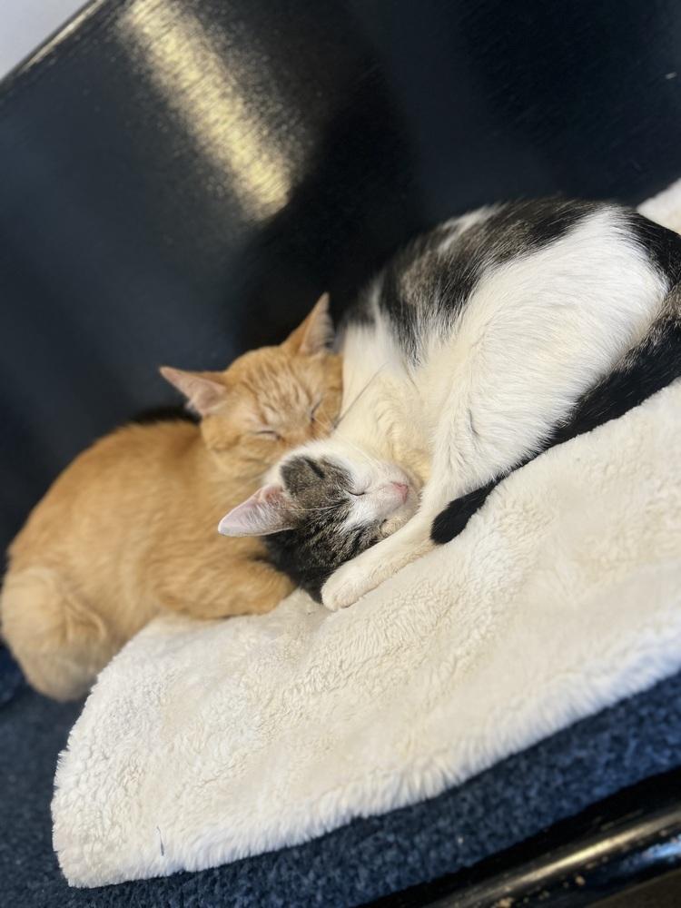 Kelso, Adoptable, Senior Male Domestic Short Hair & Tabby.