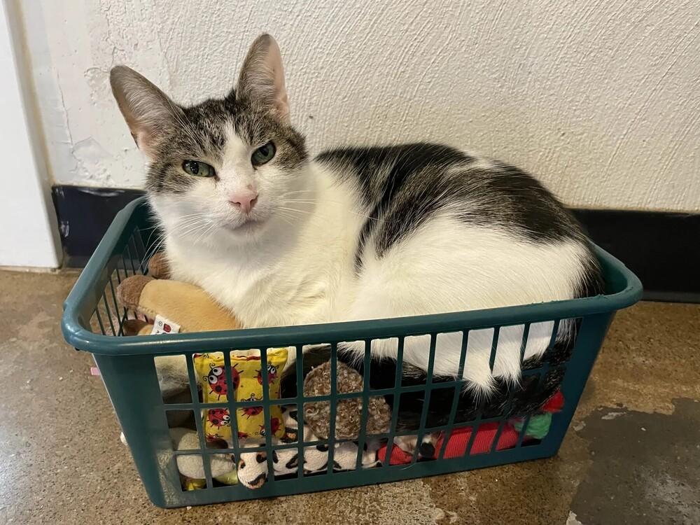 Enlarge Kelso, a Adoptable mixed breed in Ferndale, MI image 2/6