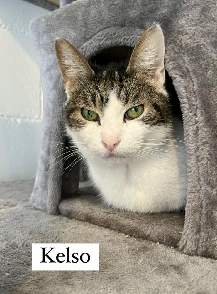 Enlarge Kelso, a Adoptable mixed breed in Ferndale, MI image 3/6