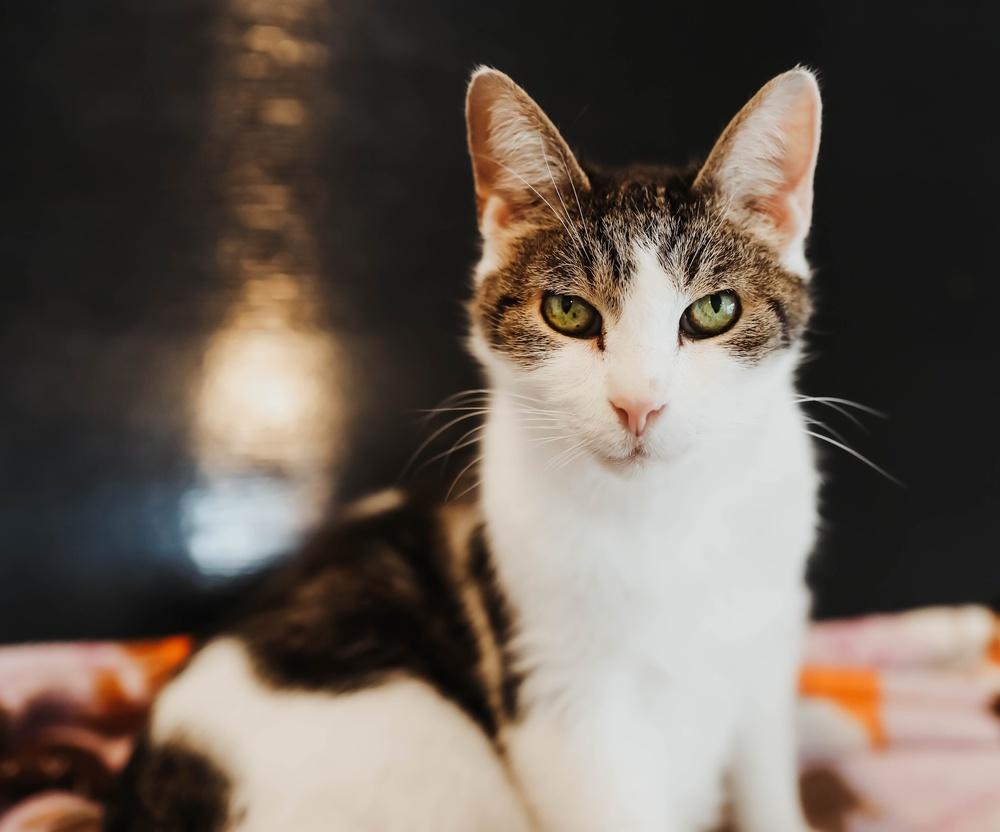 Enlarge Kelso, a Adoptable mixed breed in Ferndale, MI image 4/6