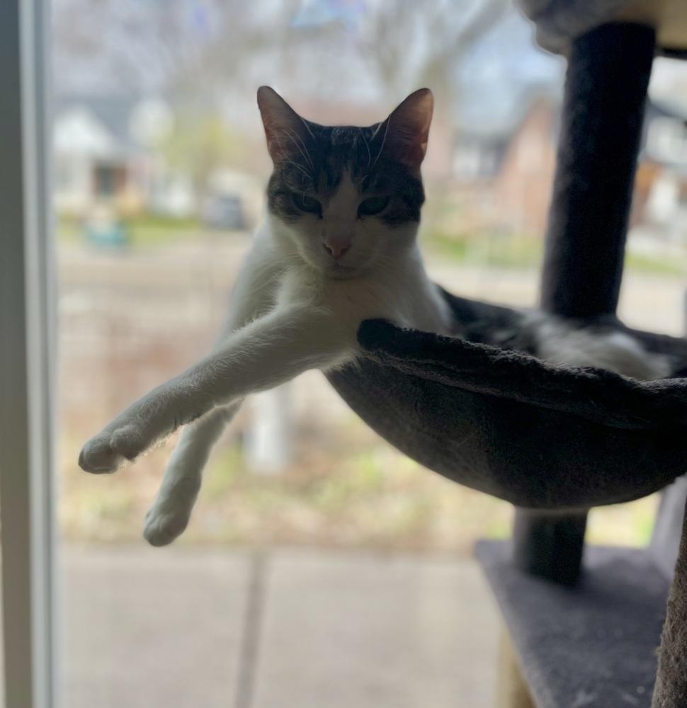 Enlarge Kelso, a Adoptable mixed breed in Ferndale, MI image 5/6