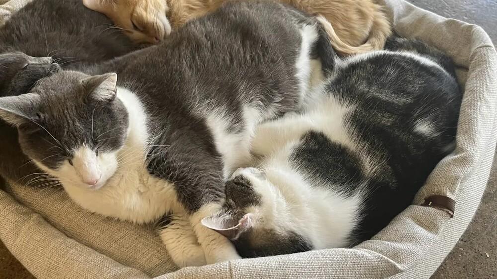 Enlarge Kelso, a Adoptable mixed breed in Ferndale, MI image 6/6