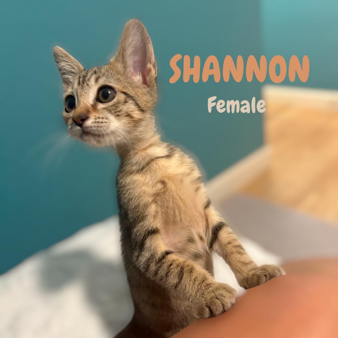 Shannon
