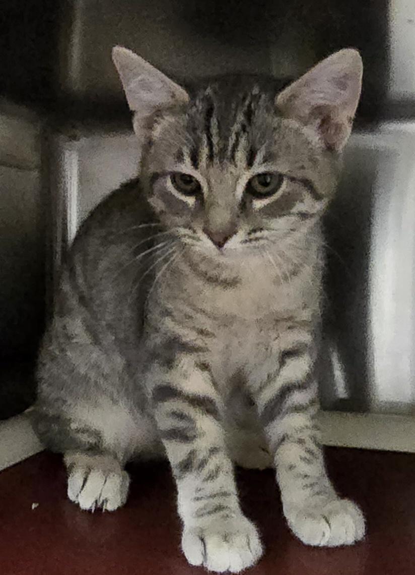 Enlarge Chance, a ADOPTABLE Tabby in Bluffton, IN image 1/1