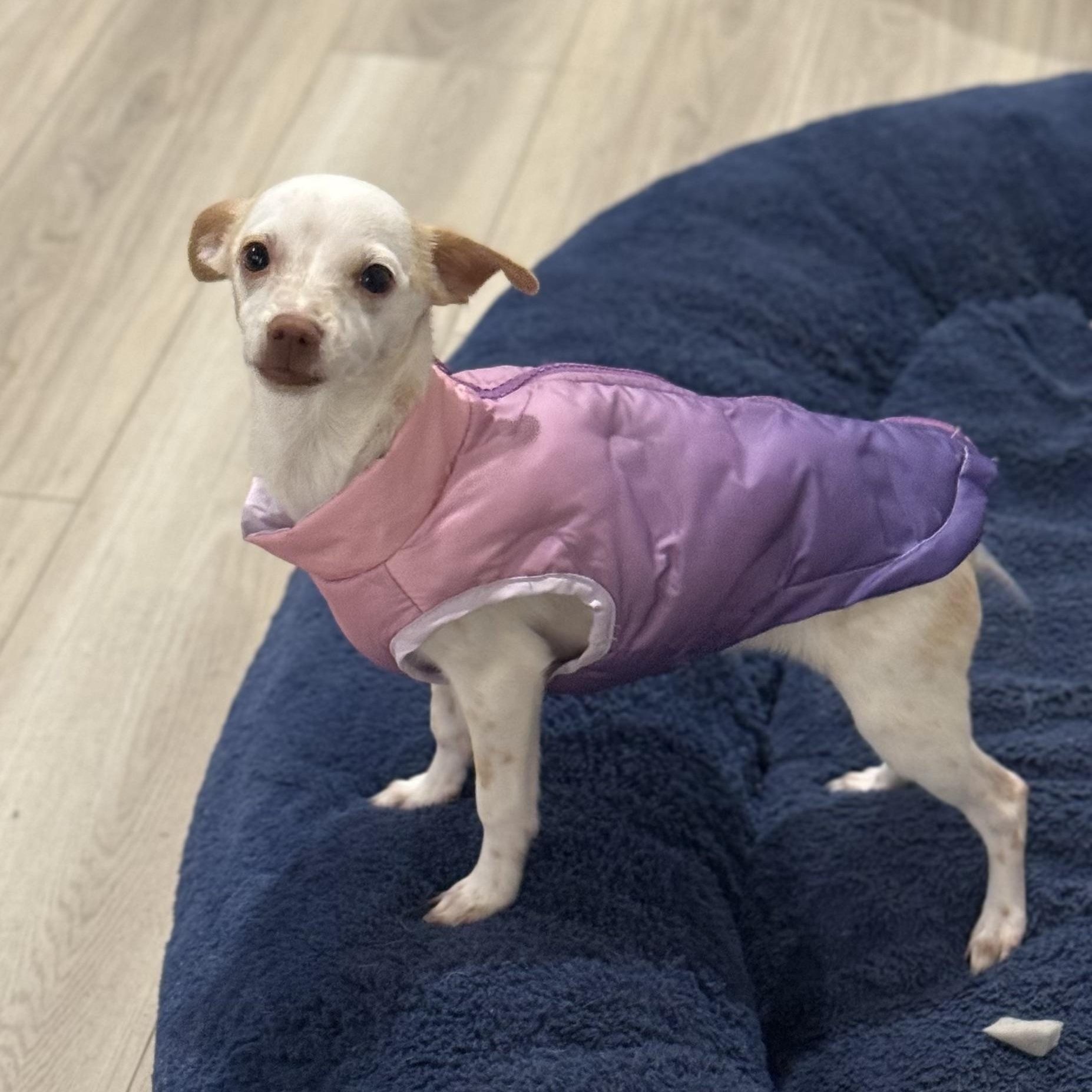 Enlarge Ms. Wobbly Banana, an adopted Chihuahua in Ridgefield, WA image 2/6