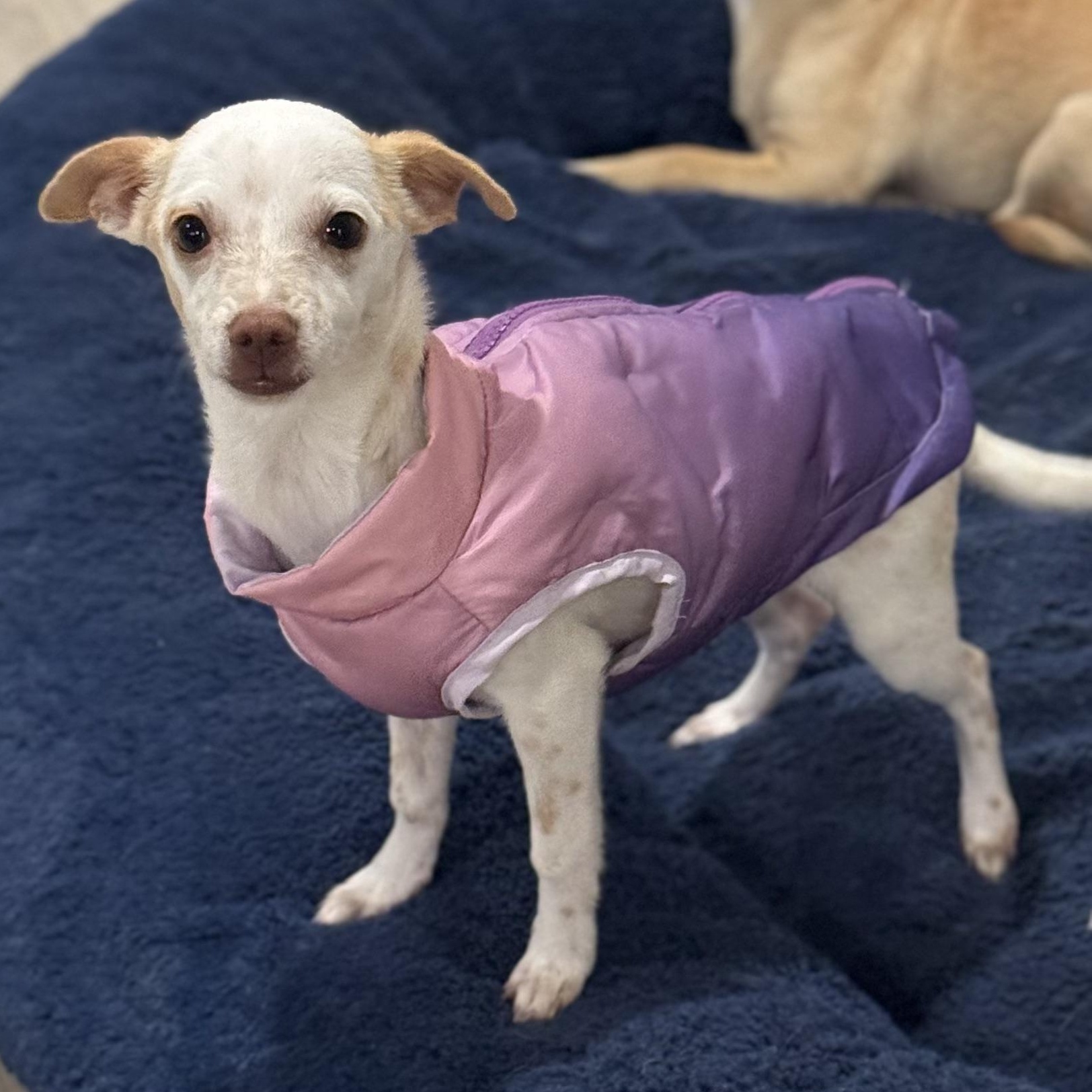 Ms. Wobbly Banana, adopted, Puppy Female Chihuahua.