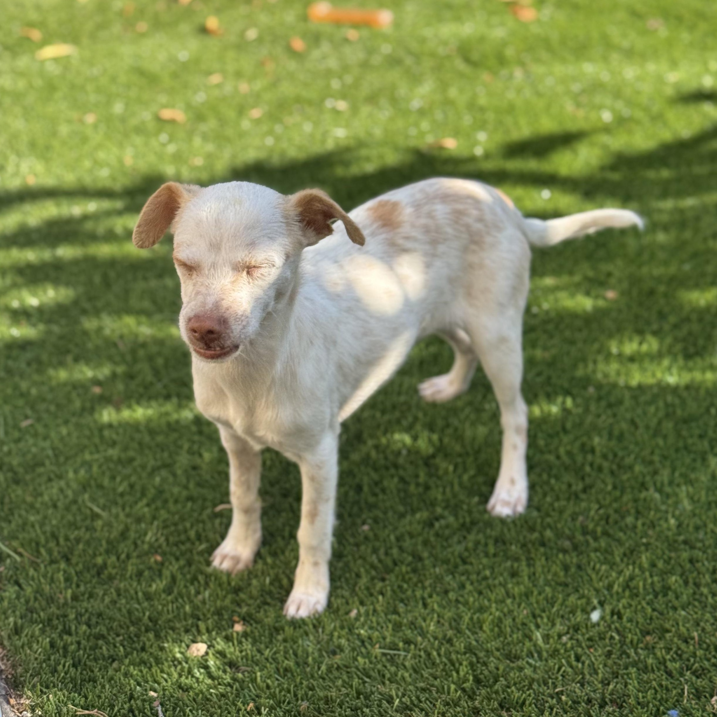 Enlarge Ms. Wobbly Banana, an adopted Chihuahua in Ridgefield, WA image 4/6