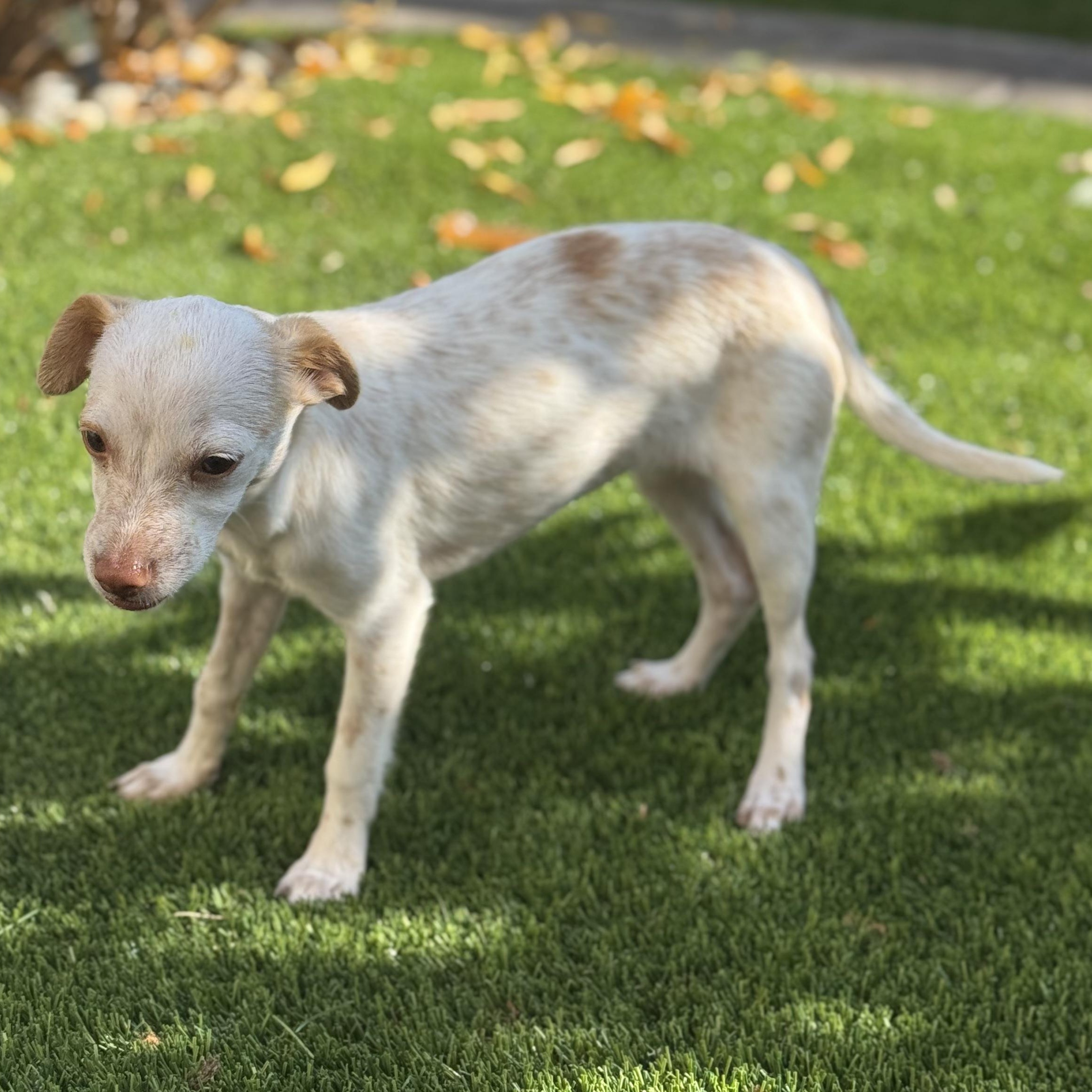 Enlarge Ms. Wobbly Banana, an adopted Chihuahua in Ridgefield, WA image 3/6