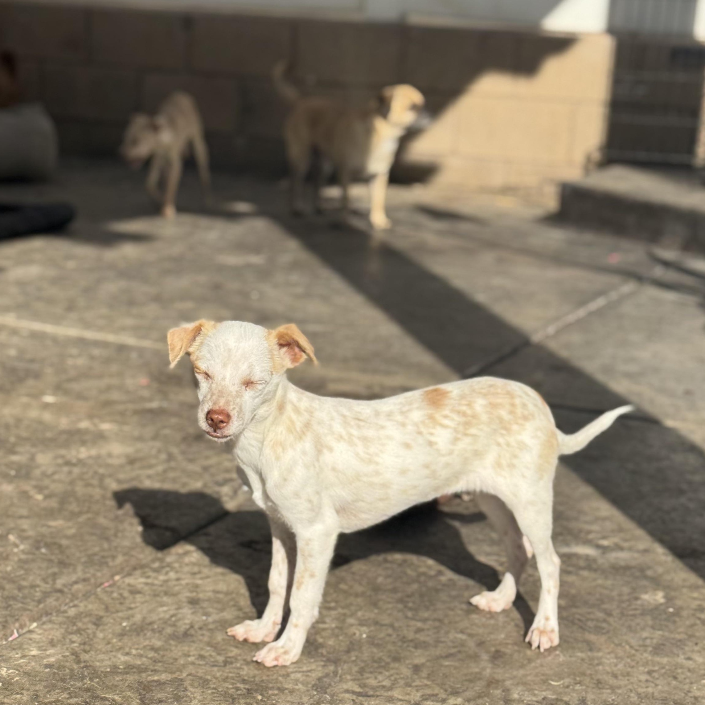 Enlarge Ms. Wobbly Banana, an adopted Chihuahua in Ridgefield, WA image 5/6