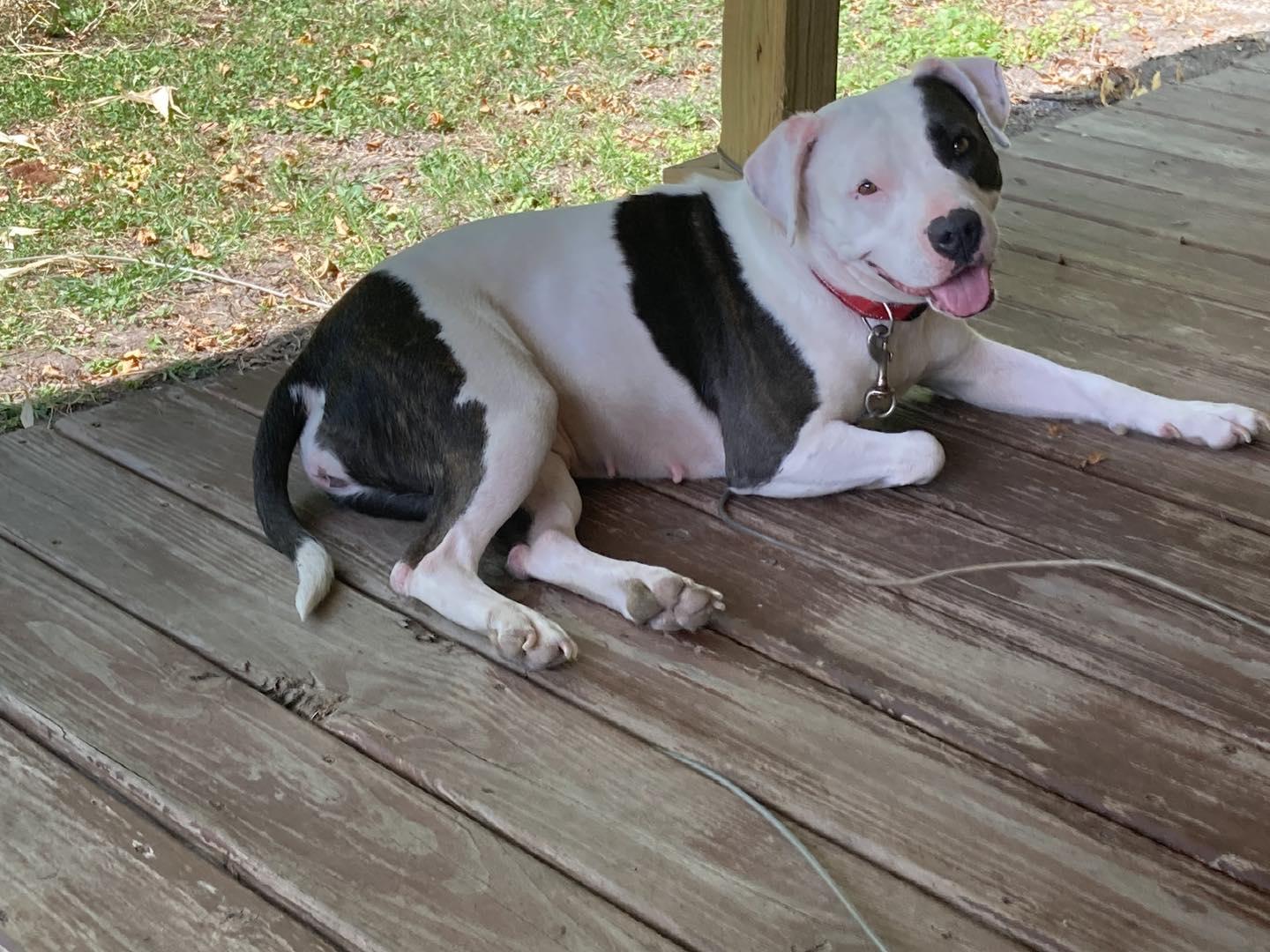 Enlarge Bubbles (in a FOSTER home), a Adoptable mixed breed in Springfield, IL image 4/4