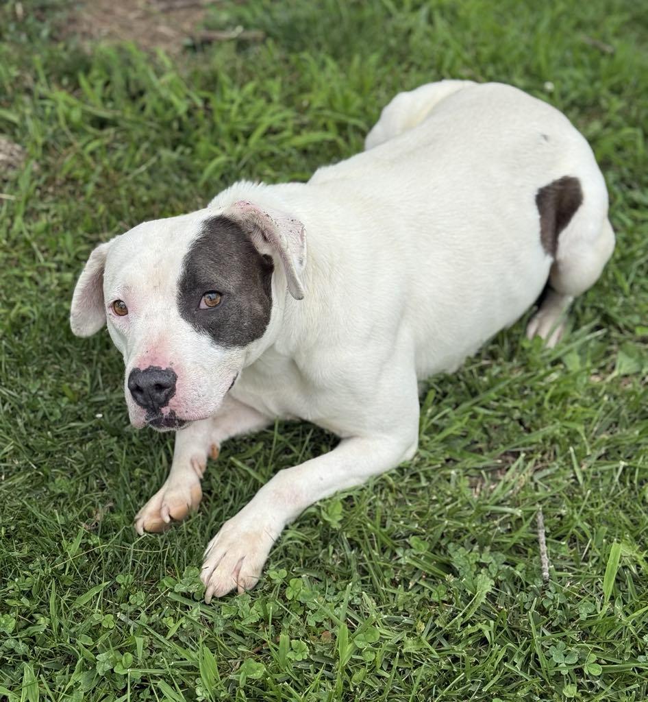 Enlarge Bubbles (in a FOSTER home), a Adoptable mixed breed in Springfield, IL image 3/3