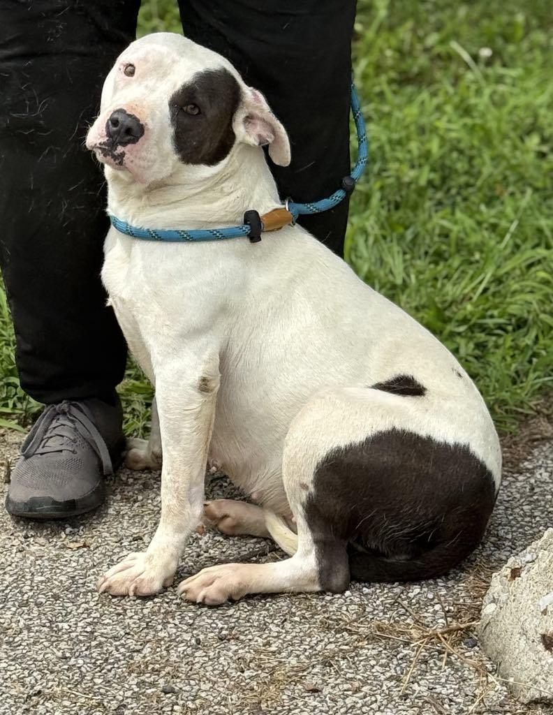 Enlarge Bubbles (in a FOSTER home), a Adoptable mixed breed in Springfield, IL image 2/3