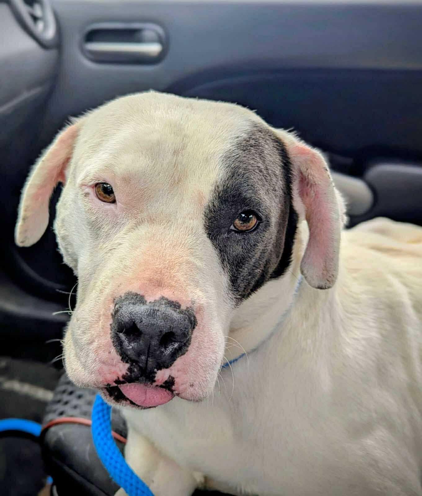 Enlarge Bubbles (in a FOSTER home), a Adoptable mixed breed in Springfield, IL image 1/3