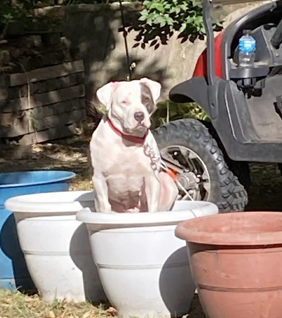 Bubbles (in a FOSTER home), Adoptable, Adult Female Pit Bull Terrier & Mixed Breed.