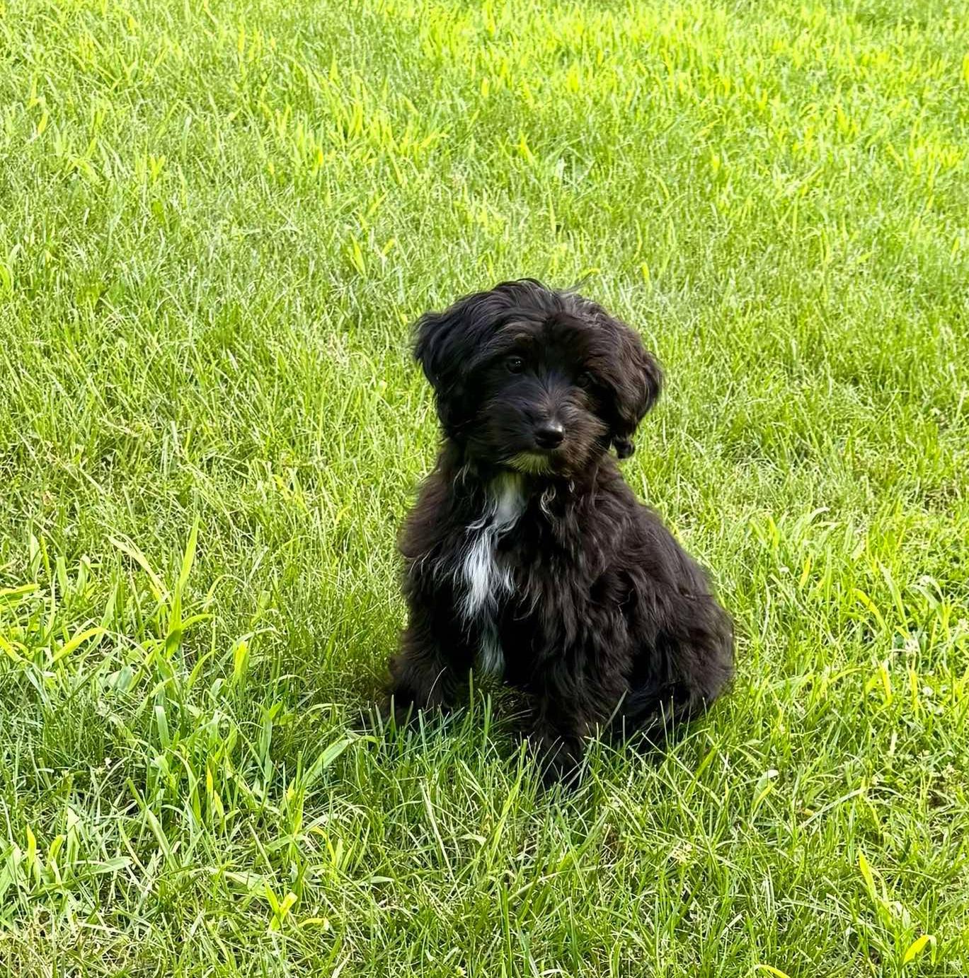 Finn, Adopted, Young Male Miniature Poodle & Yorkshire Terrier.