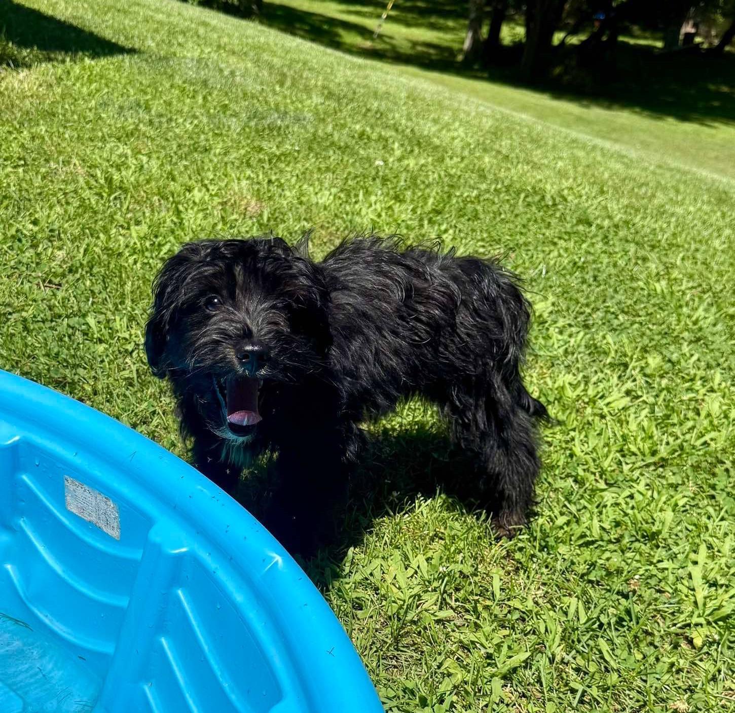 Enlarge Finn, a Adopted mixed breed in Rochester, NY image 2/6