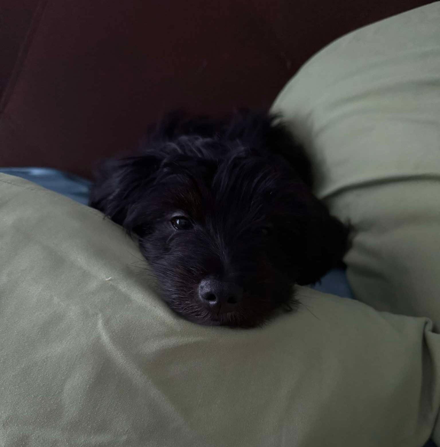 Enlarge Finn, a Adopted mixed breed in Rochester, NY image 3/6