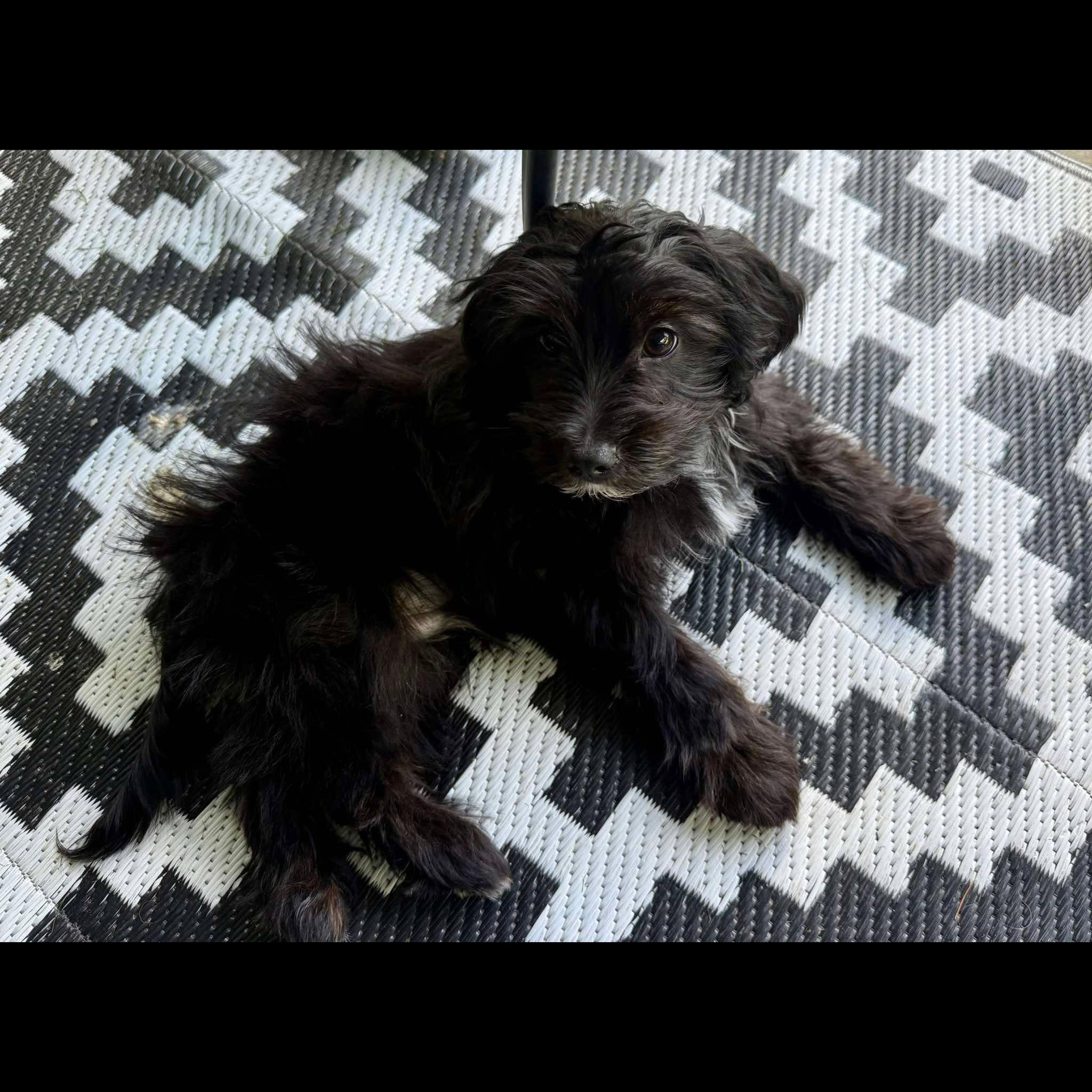 Enlarge Finn, a Adopted mixed breed in Rochester, NY image 4/6