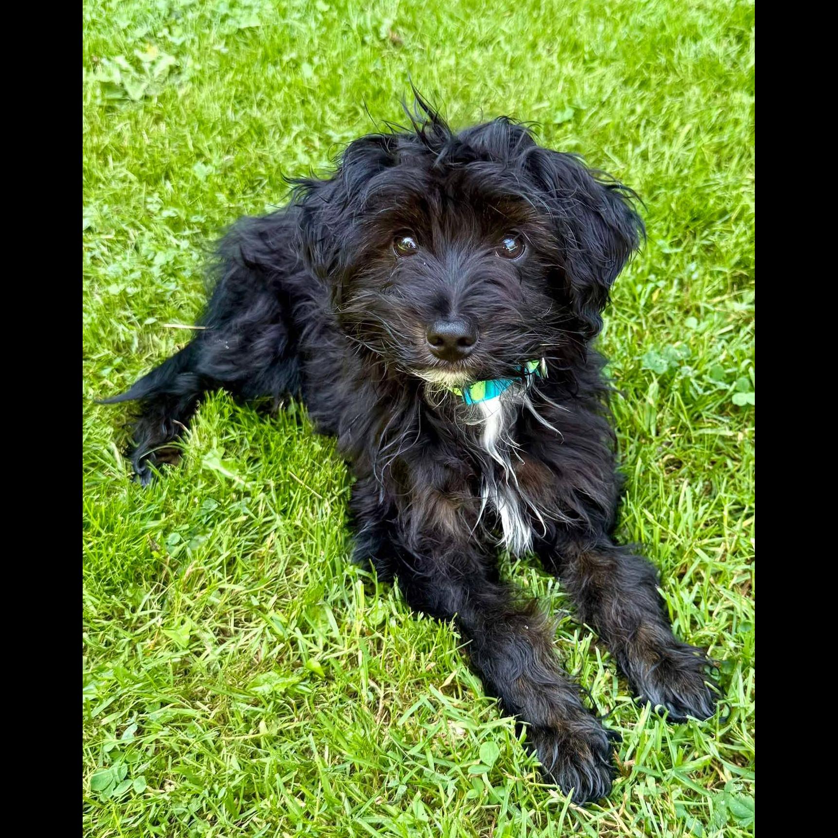 Enlarge Finn, a Adopted mixed breed in Rochester, NY image 5/6