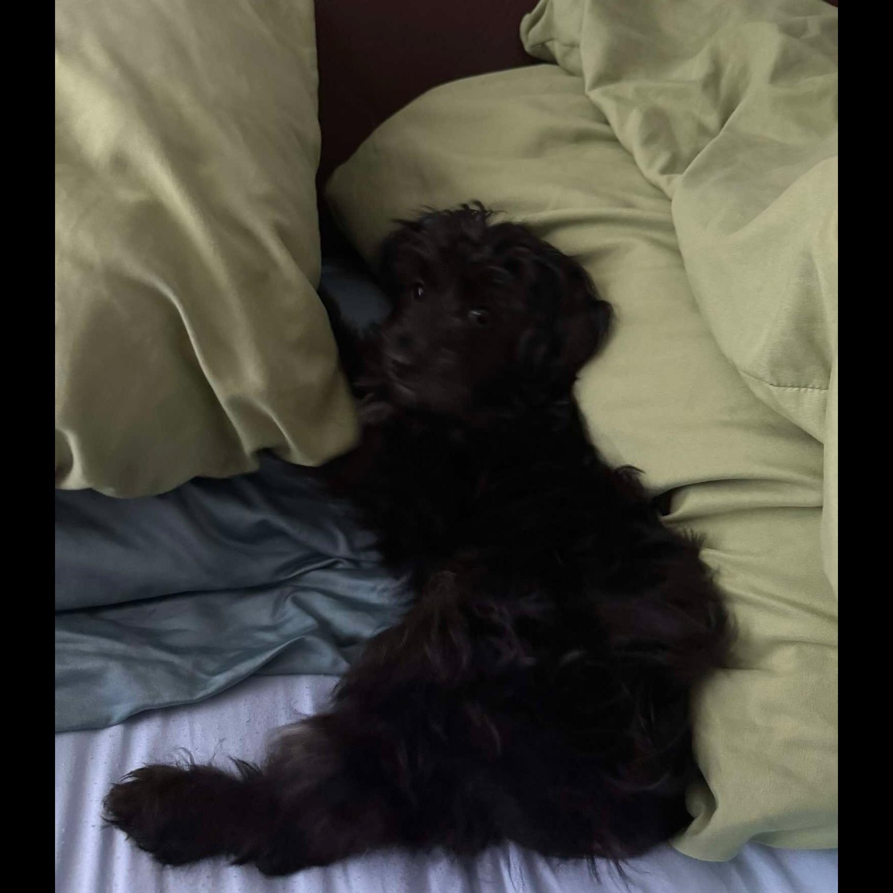 Enlarge Finn, a Adopted mixed breed in Rochester, NY image 6/6