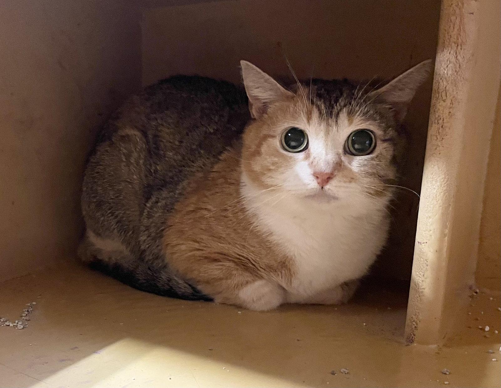 Mavelle, Adoptable, Adult Female Calico & Tabby.