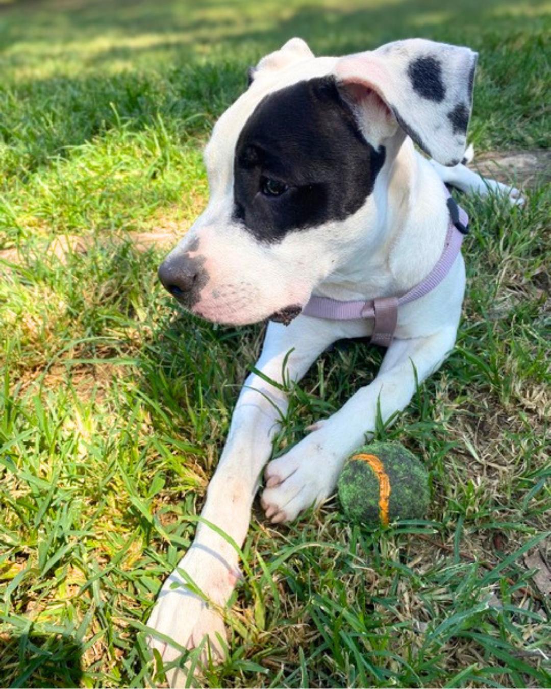 Enlarge Lola (aka Moo Moo), an adopted American Staffordshire Terrier in Valley Village, CA image 4/5