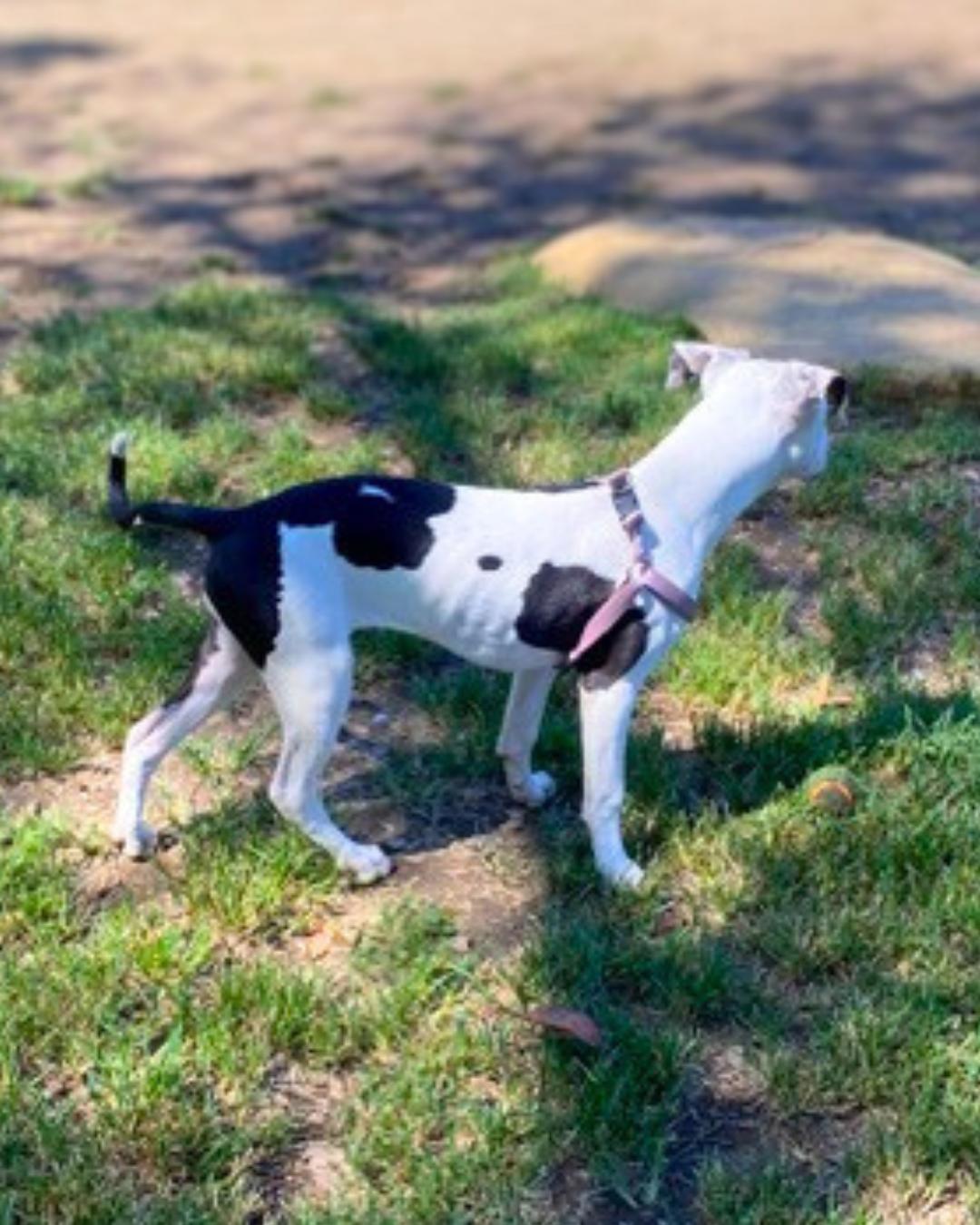 Enlarge Lola (aka Moo Moo), an adopted American Staffordshire Terrier in Valley Village, CA image 5/5